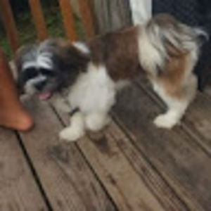 Meet your Posher, Ricky